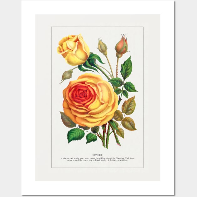 Sunset Rose Lithograph (1900) Wall Art by WAITE-SMITH VINTAGE ART